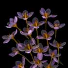 USA, Washington State, Seabeck. Close-up of crocus blooms. Art Print